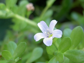 Brahmi, erba anti-stress e per la memoria