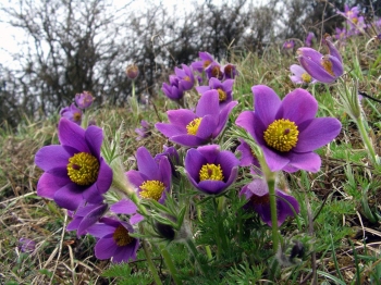 Il fiore del vento, un rimedio per l’indigestione
