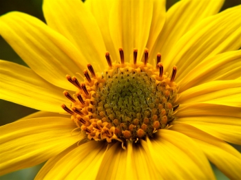 L’Arnica delle nostre montagne