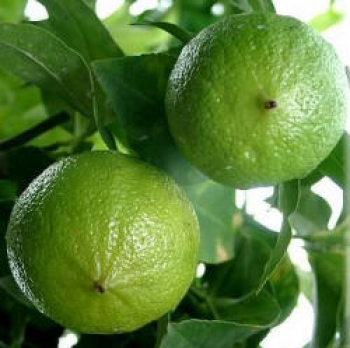 Bergamotto, olio essenziale anti-ansia