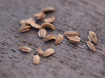 Aromaterapia anti-stress, anche l’olio di semi di carota
