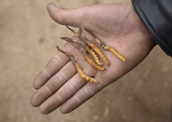 Il Viagra tibetano? Un fungo