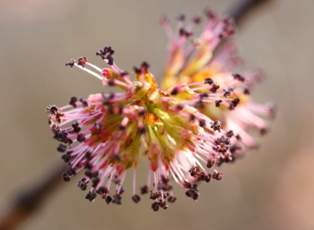 5 fiori di Bach anti-stress