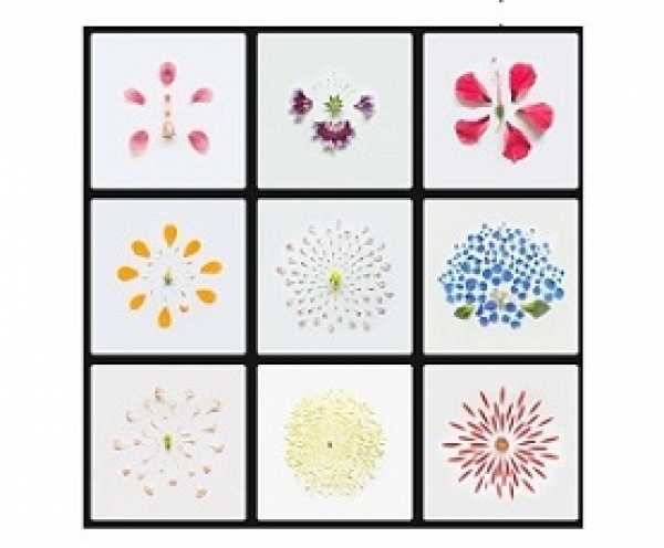 Uno sguardo al mondo dei fiori