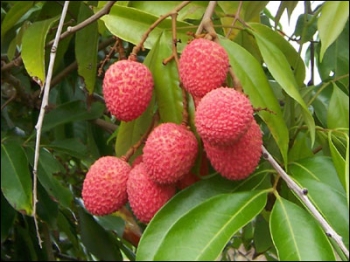Il Lychee nel piatto