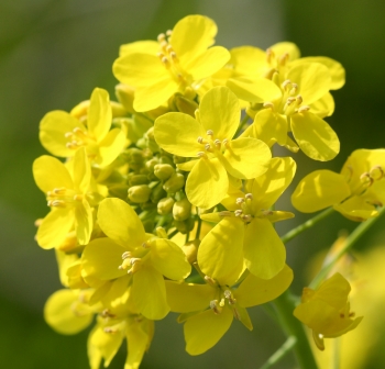 Tre fiori di Bach per il blues invernale