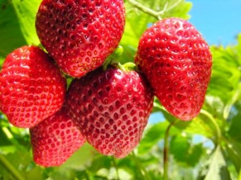 Fragole e riduzione del rischio cardiovascolare