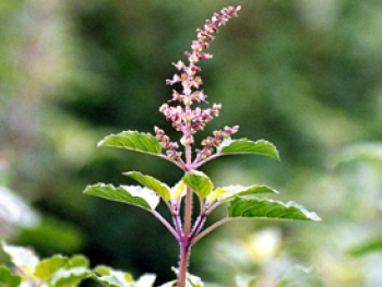 Tisana di basilico (Tulsi), un classico dell’India