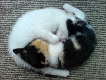 Febbrone? Lavoriamo su Yin e Yang