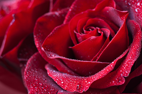 Il rosolio di petali di rosa