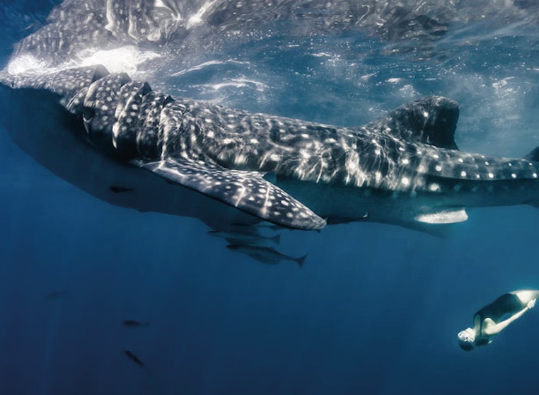 Un viaggio mistico con lo squalo balena, 8-15 dicembre squalo balenas