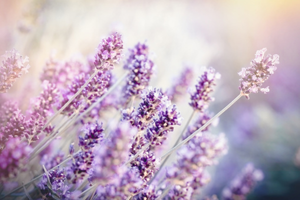 Bagno di vapore per il viso (alla lavanda)