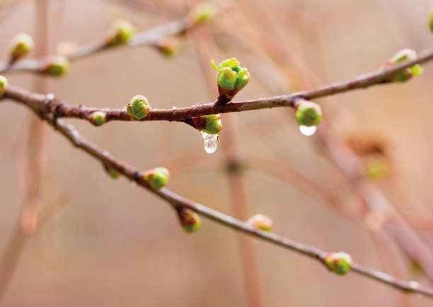 Corso di gemmoterapia, 6 aprile gemmoterapia