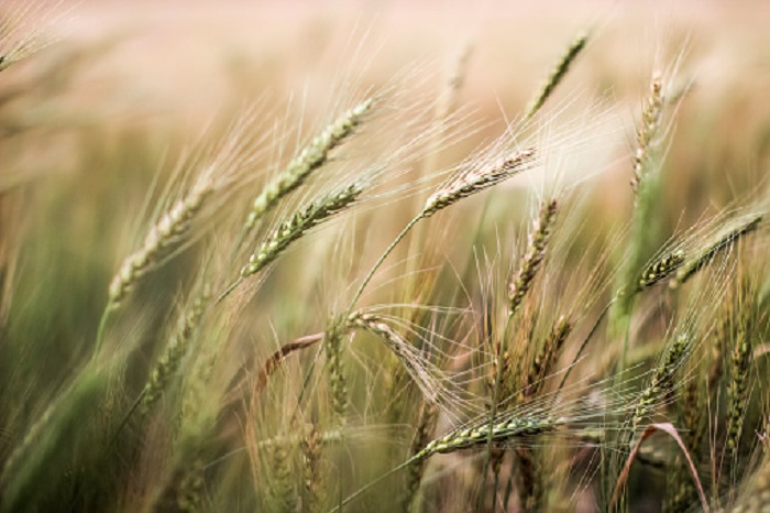 Erba di Grano: un succo dalle mille proprietà Erba di grano