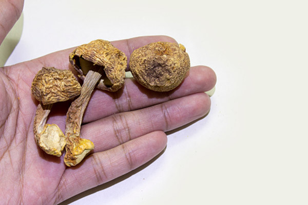 Tre funghi medicinali contro le allergie