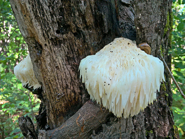 Fungo Hericium contro la gastrite