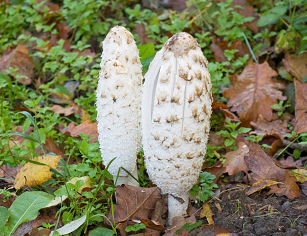 Il fungo Coprinus per l’iperglicemia (ma non solo)