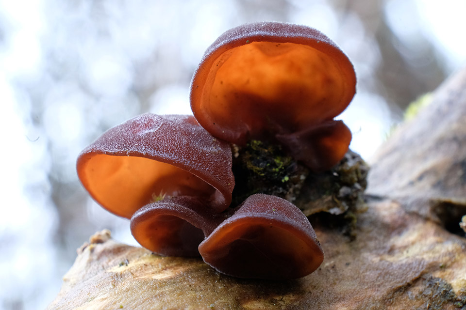 I benefici dei funghi medicinali su reni, prostata e virilità