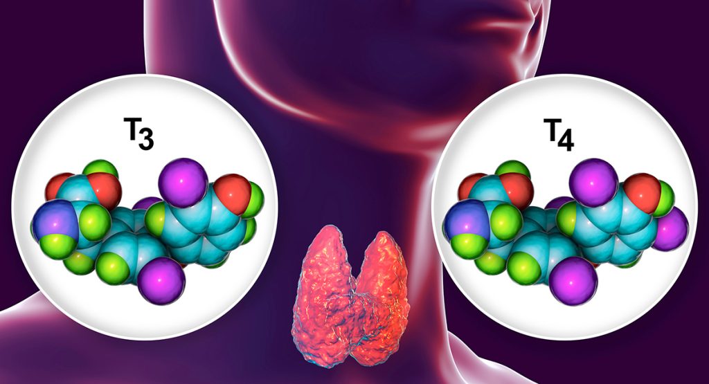 Mangiare poco può rallentare la nostra tiroide? Tiroide