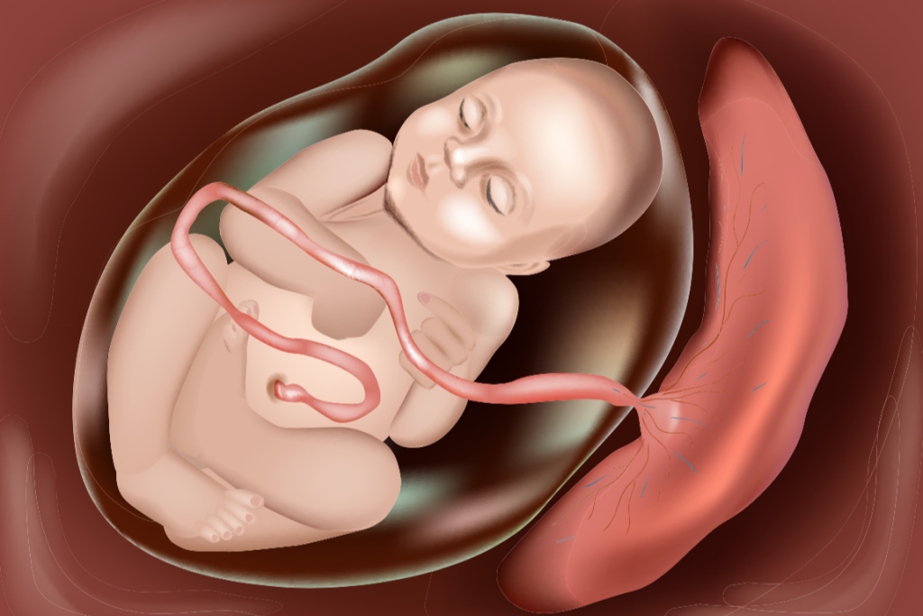 Fondamenti di Medicina Placentare