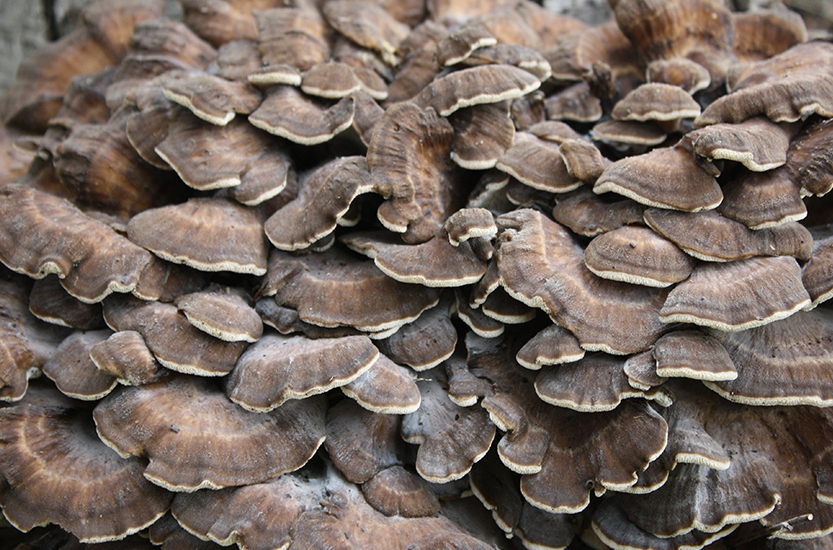 Maitake e iperglicemia