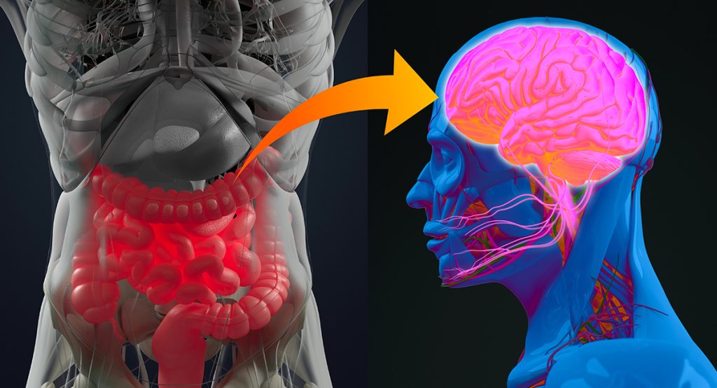 Il microbiota intestinale altera il cervello? Microbiota