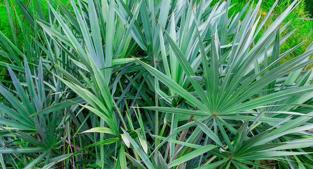 Serenoa