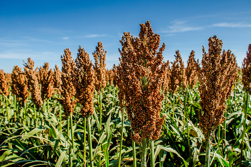 Perché è interessante il sorgo?