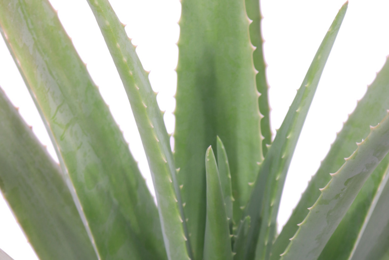 L’Aloe è sicura