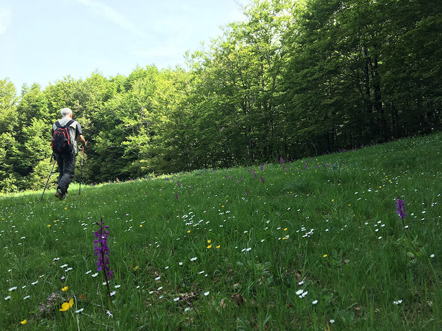 Ivy Tour e il Forest Bathing: connessione diretta con la natura