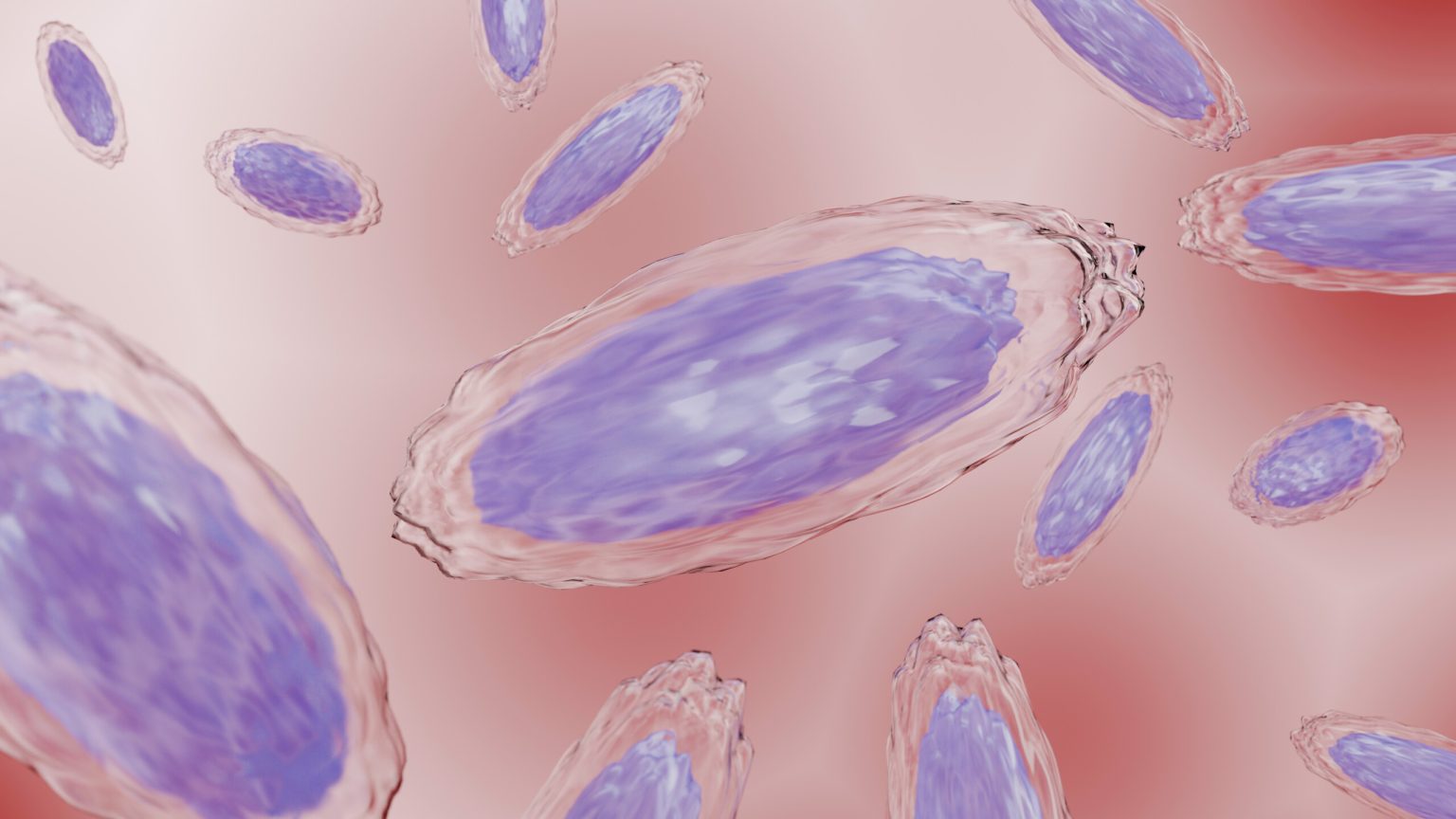 Akkermansia muciniphila: ospite gradito del nostro intestino