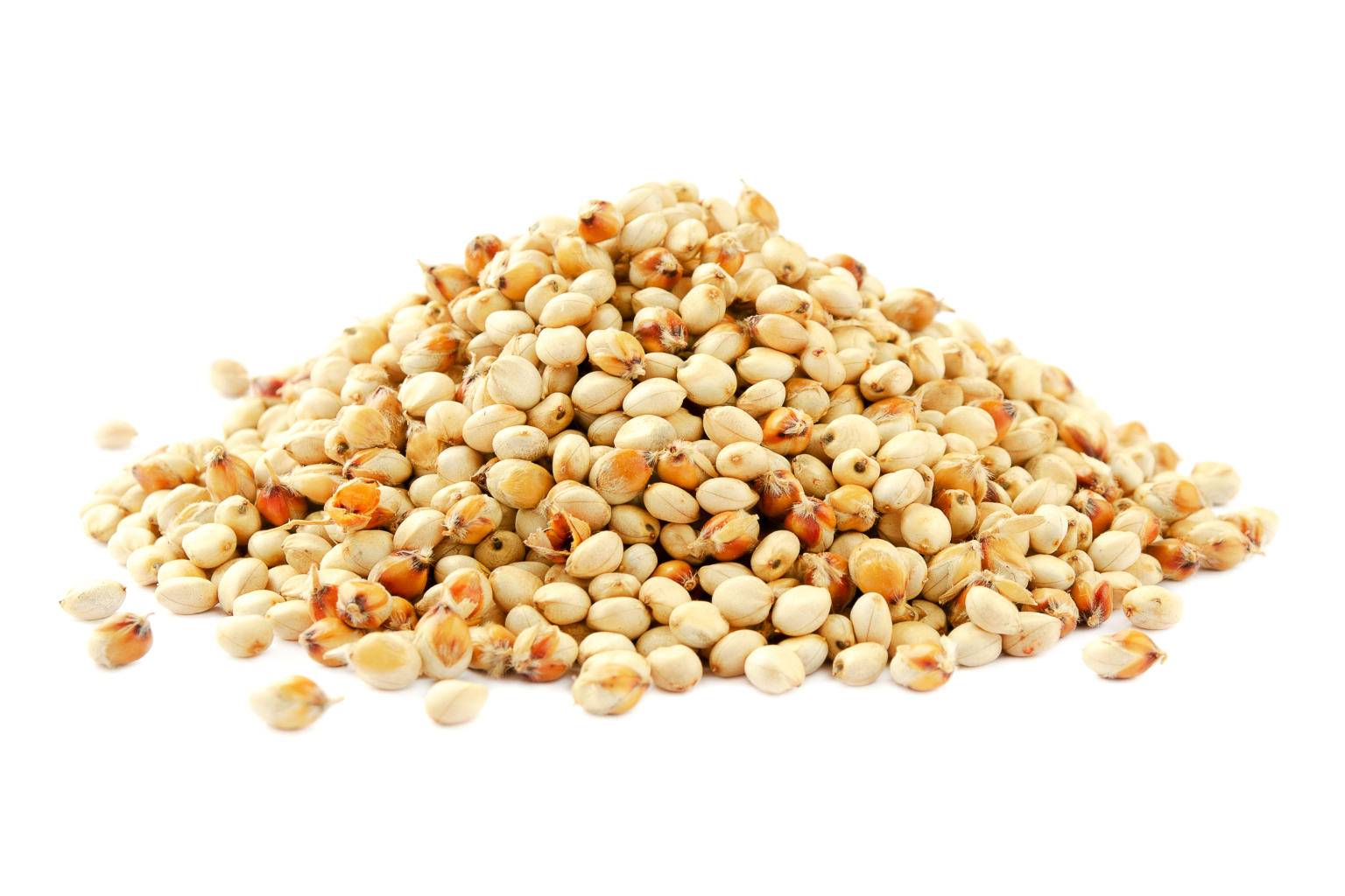 sorgo