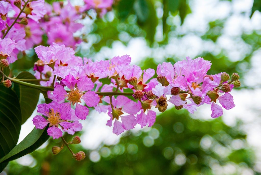 Banaba, la “fito-insulina” per ridurre glicemia e peso corporeo